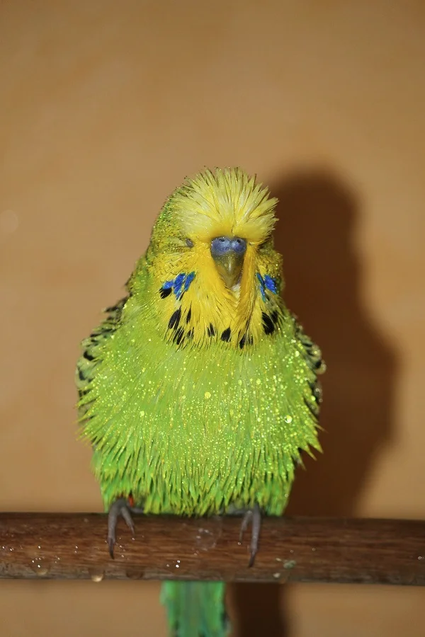 Wellensittich-Bild: Bobby funkelt nach dem Duschen, als hätte er kleine Diamanten im Gefieder! 