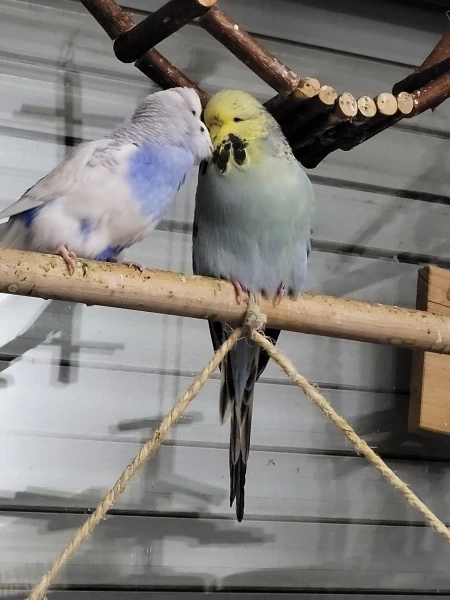Wellensittich-Bild: Hier liegt ganz viel Liebe in der Luft.