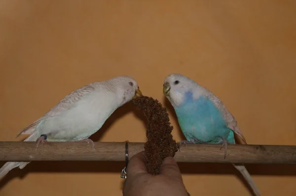Wellensittich-Bild: Die beiden Mädels futtern schon aus meiner Hand!