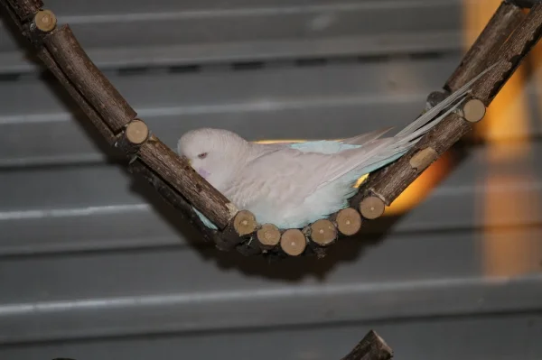 Wellensittich-Bild: Hier legt Madame sich mal gerne ab...kleine Chillmaus!