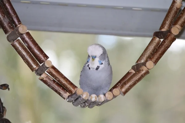 Wellensittich-Bild: Bin ich nicht knuddlig süüüüß?