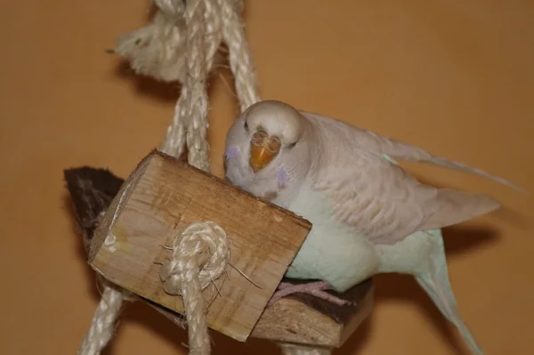 Wellensittich-Bild: Meine kleine Lara knabbert gerne die Rinde der Klötzchen ab, und hockt dafür stundenlang in den Seilen...