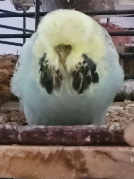 Wellensittich-Bild: Luzie, in ihrer vollen runden Pracht.