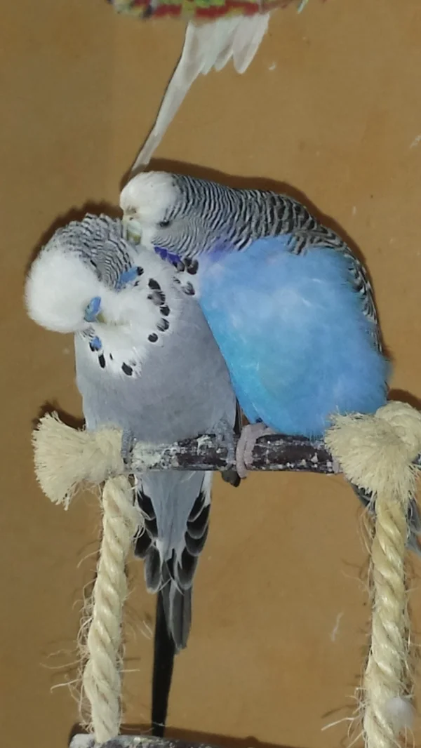 Wellensittich-Bild: Lara und Diego im Liebesrausch