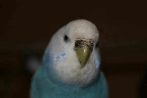 Wellensittich-Bild: Oh ne Kameralinse! Mooooment ich komme!