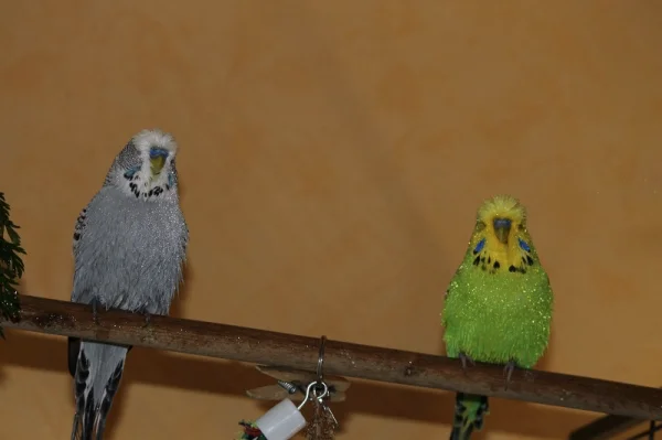 Wellensittich-Bild: Diego und Bobby nach dem Duschen!