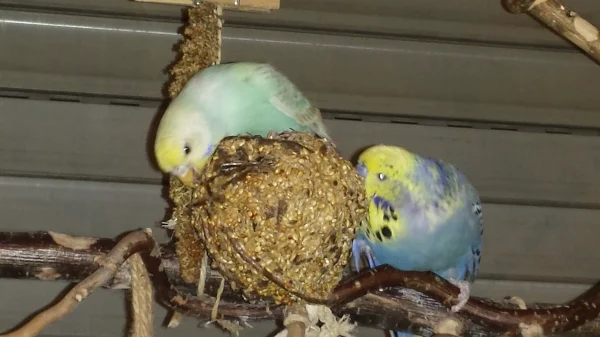 Wellensittich-Bild: Mein Neuankömmling Emma ist schon direkt mit Joshi liiert:-)