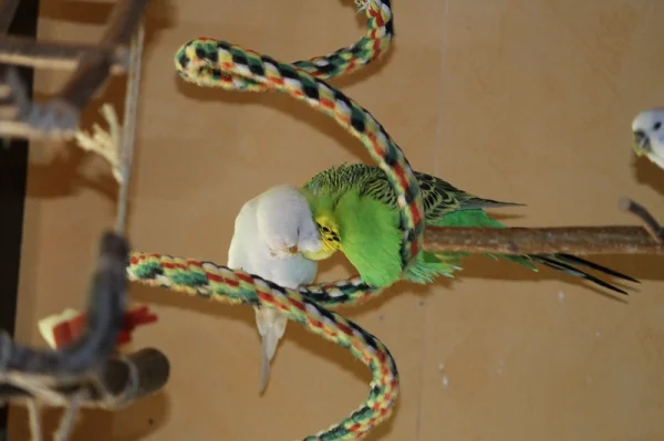 Wellensittich-Bild: Kannst mich mal bitte da links hinterm Öhrchen kraulen? Aujaaaa....da ist gut....