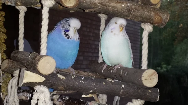 Wellensittich-Bild: Gina und Lara - beste Freundinnen! 