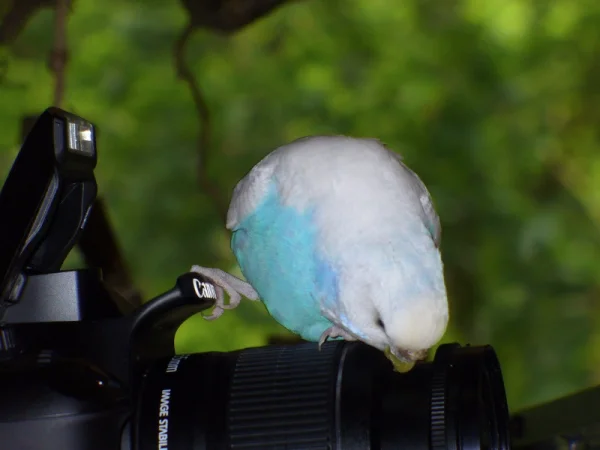 Wellensittich-Bild: Lily ist sehr interessiert an Kameras und Handys...