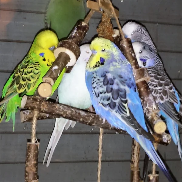 Wellensittich-Bild: Wir lieben es, abends zusammen zu sitzen!