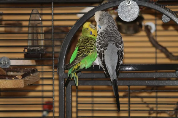 Wellensittich-Bild: Liebe ist soooo was Schönes!