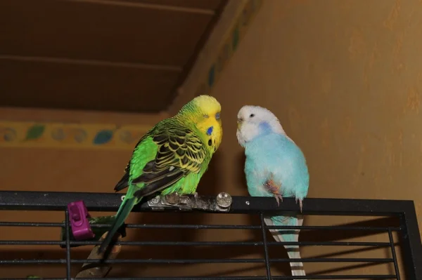Wellensittich-Bild: Lily-nach Lipom-OP wieder fit!