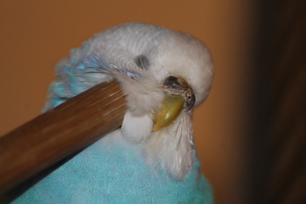 PHPSESSID