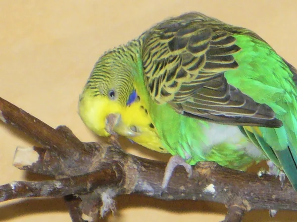 Wellensittich-Bild: Nala und ihr Schubber-Ast