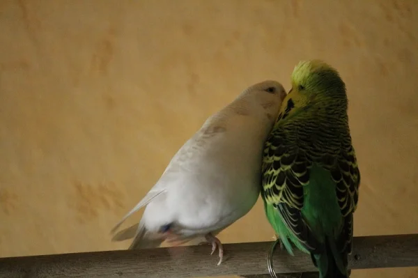 Wellensittich-Bild: Wow,diese Frau haut mich um!