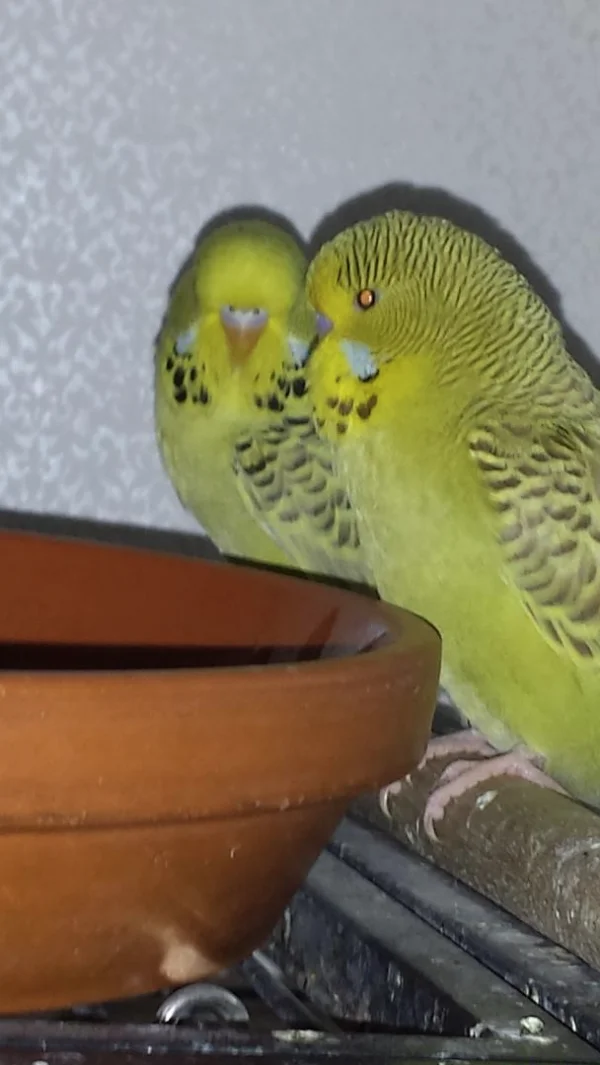 Wellensittich-Bild: Meine Babys