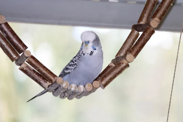 Wellensittich-Bild: Mein kleiner 