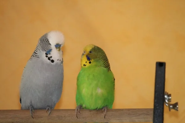 Wellensittich-Bild: Diego und Nala noch ganz brav nebeneinander....