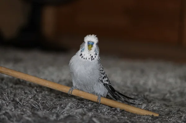 Wellensittich-Bild: das kommt davon, wenn man pitschenass einen Flugversuch startet...dann kommt man nicht mehr alleine hoch! ;-)