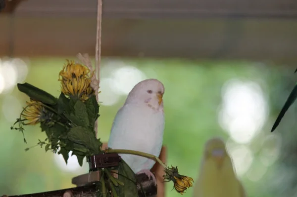 Wellensittich-Bild: Lara ist mein Zeigewelli - sie futtert einfach alles, was ich ihr vorsetze - auch Minze und Löwenzahn!