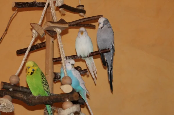 Wellensittich-Bild: Bobby,Lily,Lara und Diego schön brav zusammen!
