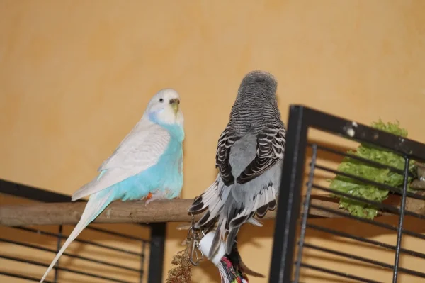 Wellensittich-Bild: Diego wird zum Pfau...:-)50 Shades of Grey ;-)