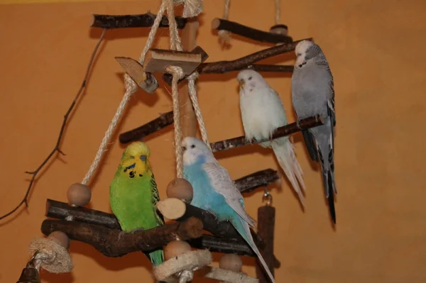 Wellensittich-Bild: v.l. Bobby,Lily,Lara,Diego - ganz brav fürs Foto!