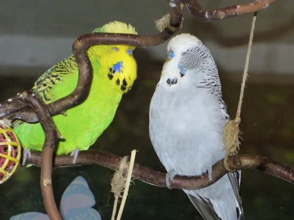 Wellensittich-Bild: und Bobby liebt Diego