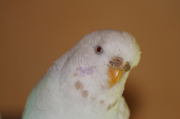 PHPSESSID