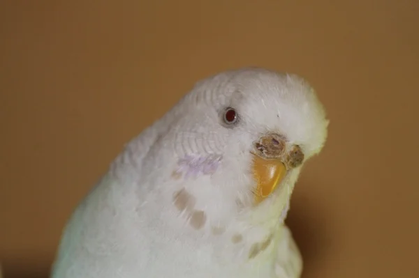 Wellensittich-Bild: ein Porträtbild von Laramaus!