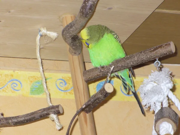 Wellensittich-Bild: Nala balzt den Ast an vor lauter Übermut...