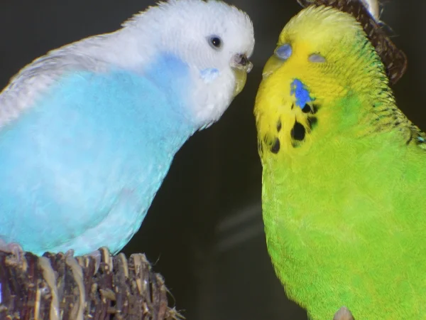 Wellensittich-Bild: Bobby mit Lily