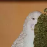 Pssst, ihr seht mich nicht, oder? 