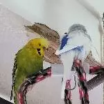 Schorschi und Kumpel Max beim Verschönern