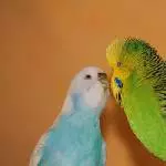 Bobby und Lily-alte Liebe rostet nicht!