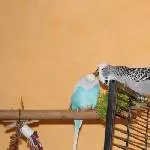 Lily und Diego