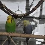 Yoschi und die kleine Mia