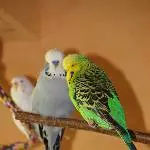 Bobby und Diego - beste Freunde!