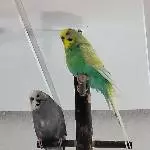 Charly und Rosi