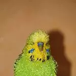 Bobby der Duschkönig