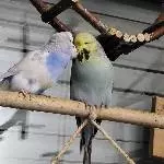 Max und seine Luzie