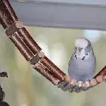 Diegospatzi