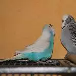 Lily und DiegoII
