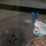 Lilymaus - Achtuuung-aus dem Weg!!-ich fliege jetzt los!!!