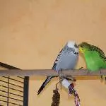 Diego und Nala 2