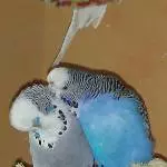 Liebe ist in der Luft!!!! 2