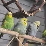 Die 3 von der Tankstelle