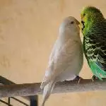 Bobby und Lara , frisch verliebt
