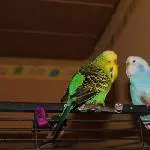 Lily und Bobby